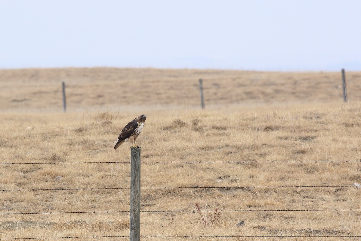 Red-tailed Hawk - ML645483863