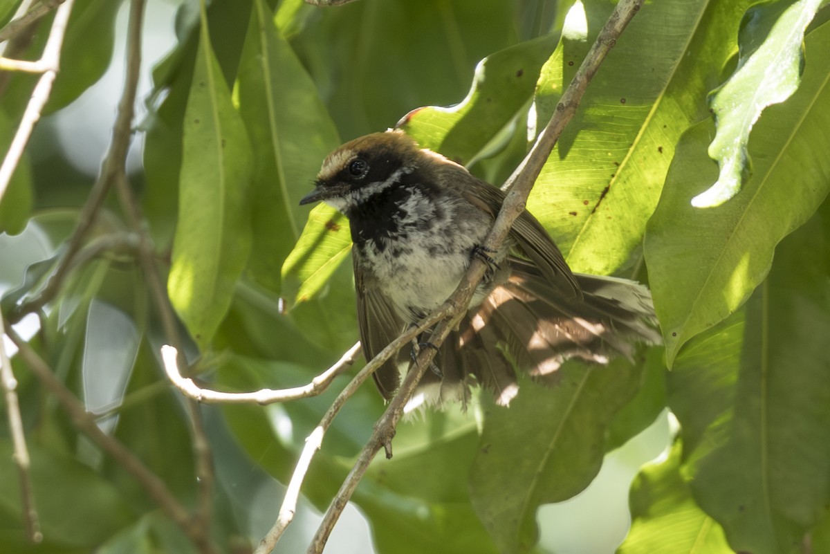 Supertramp Fantail - ML645483865