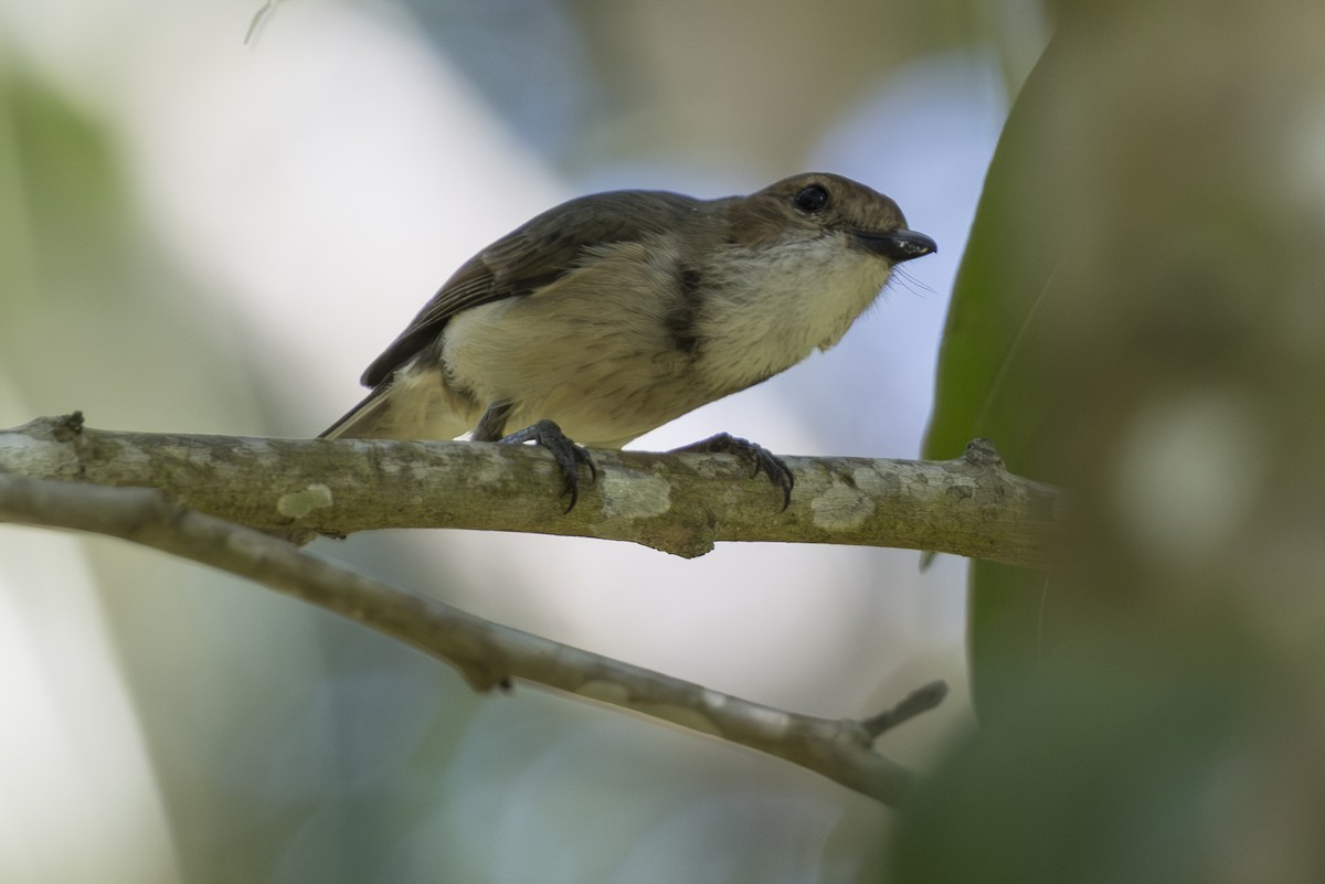 Wallacean Whistler - ML645483867