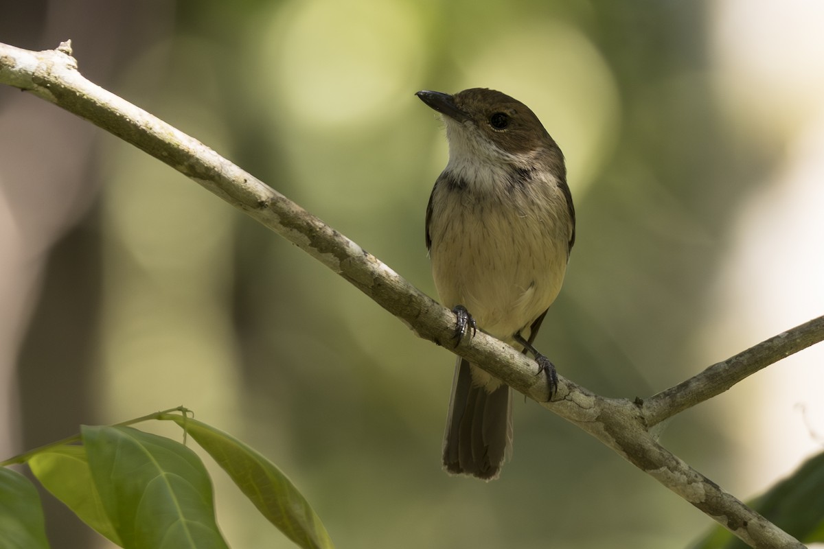 Wallacean Whistler - ML645483868