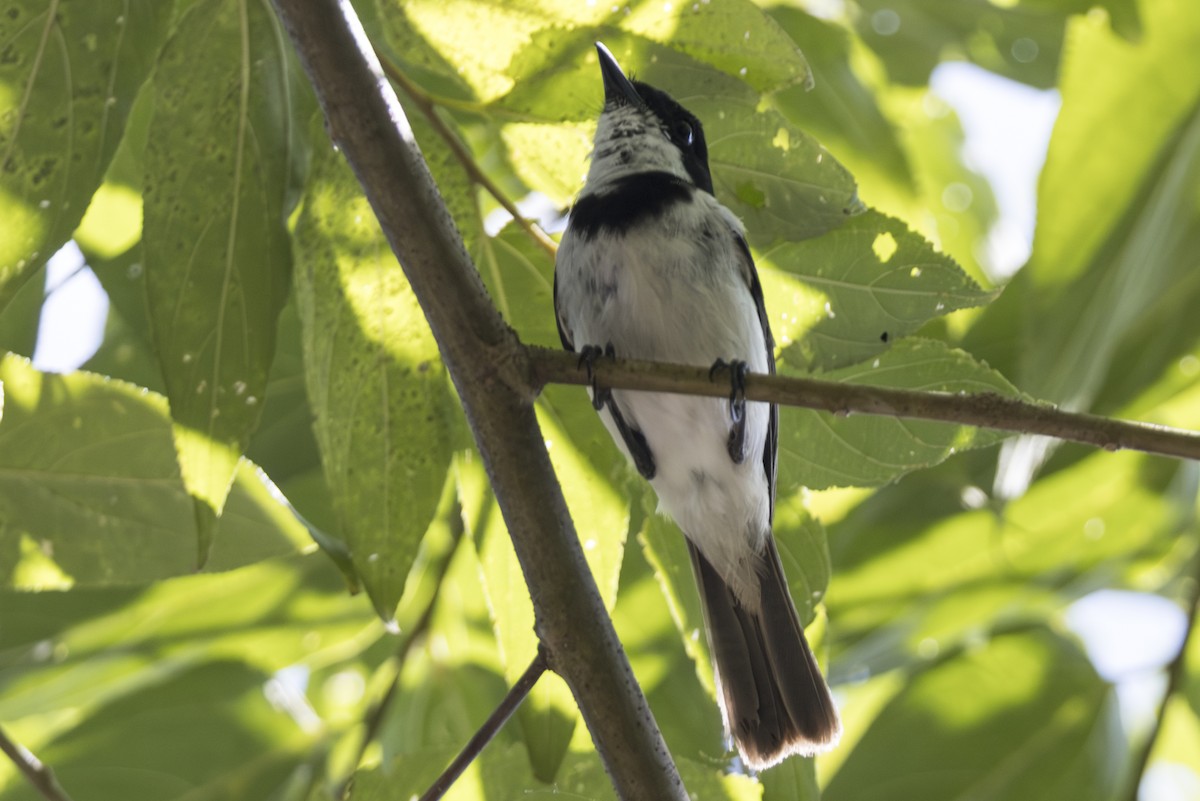 Wallacean Whistler - ML645483869