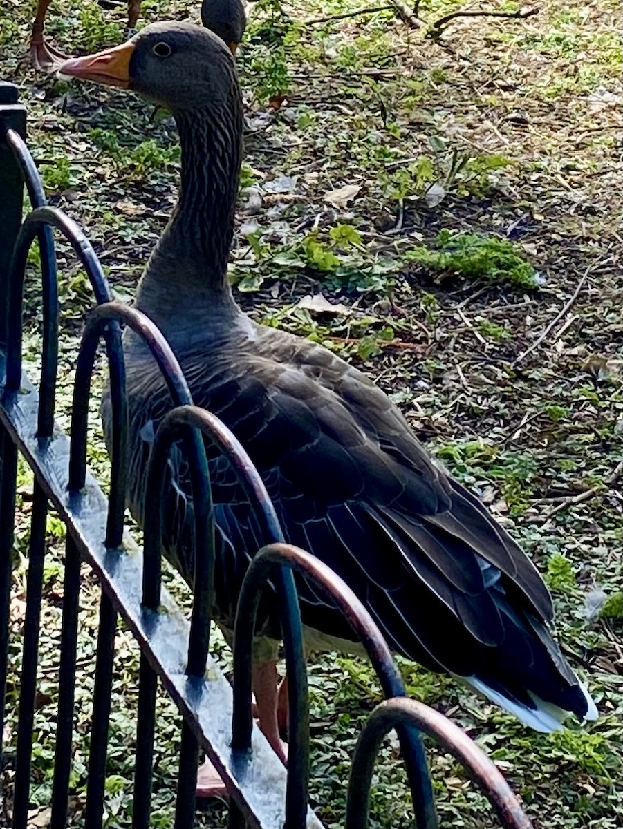 grågås - ML645483876