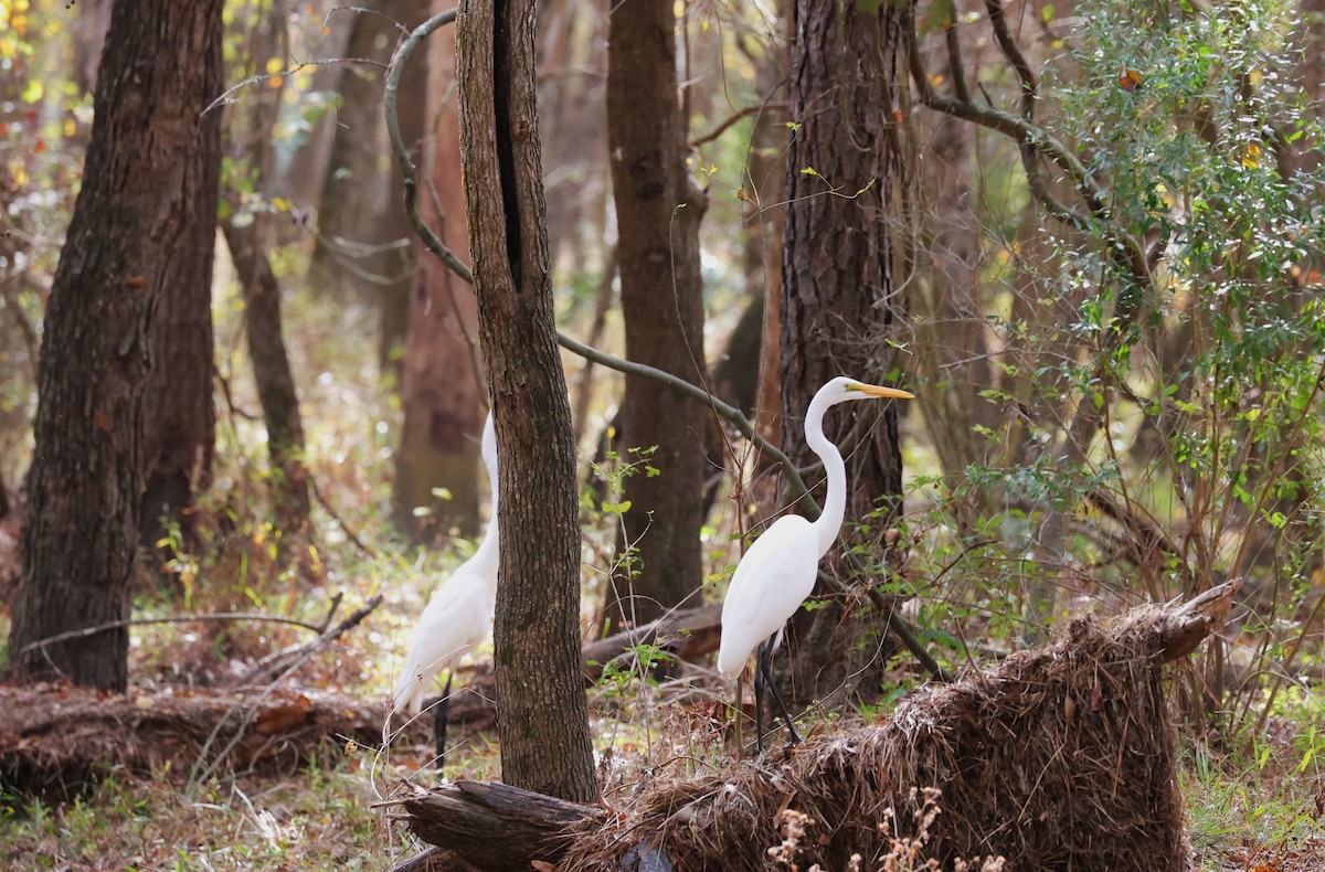 Garceta Grande - ML645483895