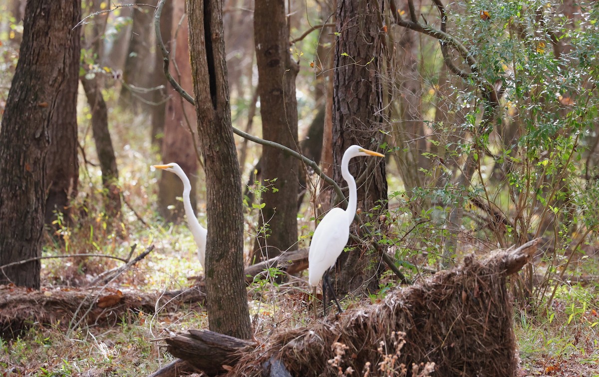 Garceta Grande - ML645483896