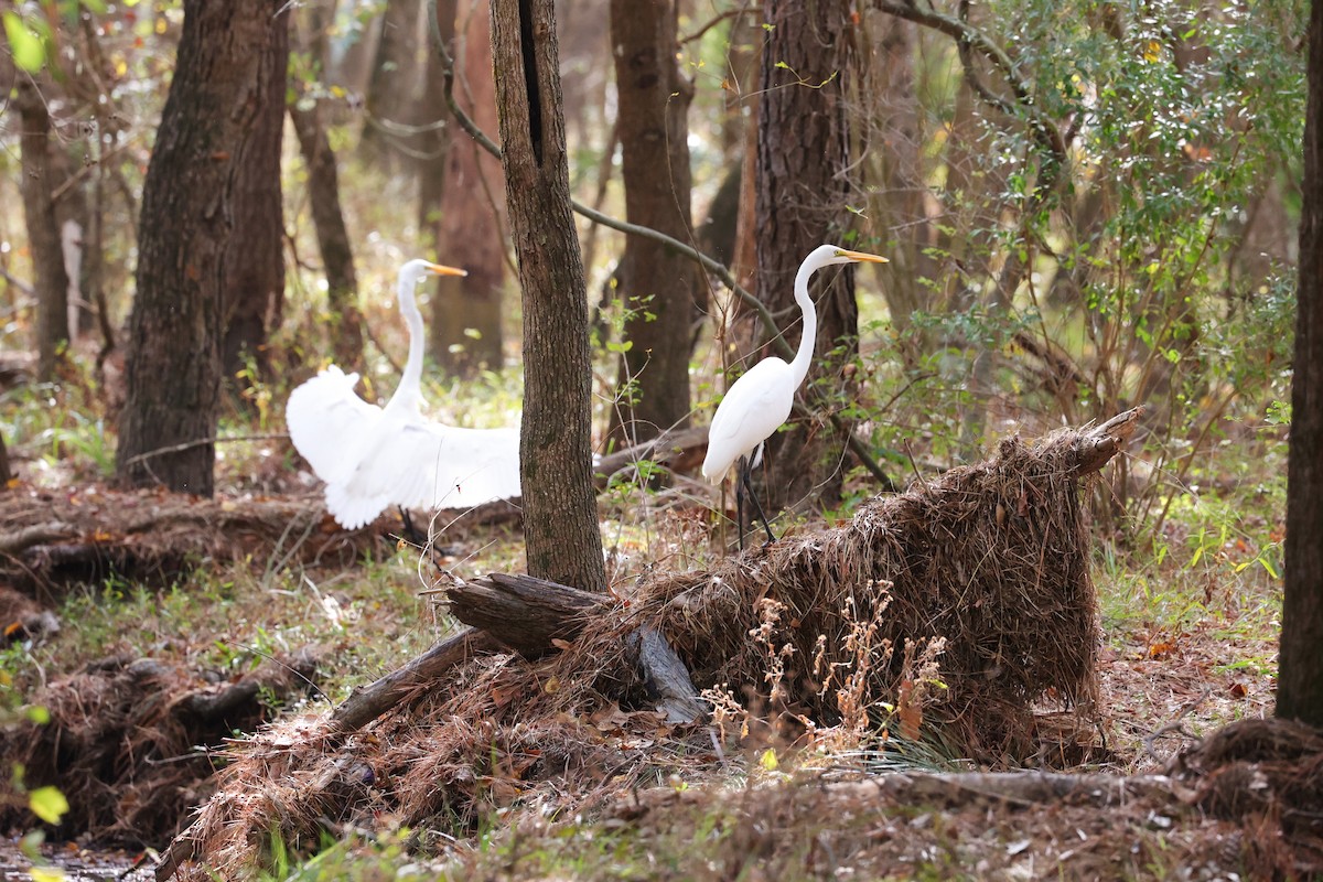 Garceta Grande - ML645483897