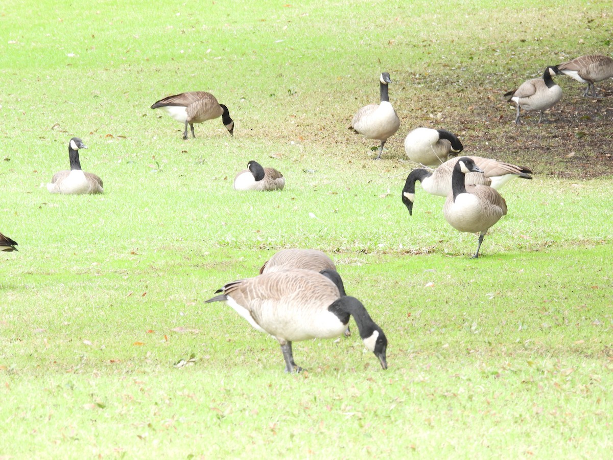 Barnacla Canadiense Grande - ML645483912