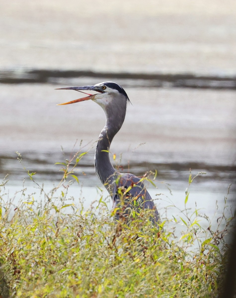 Grand Héron - ML645483920