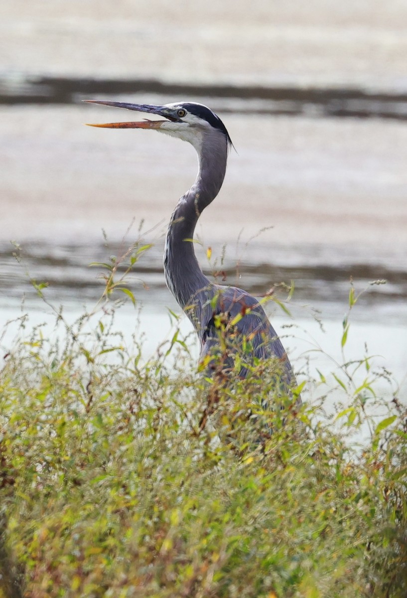 Grand Héron - ML645483921