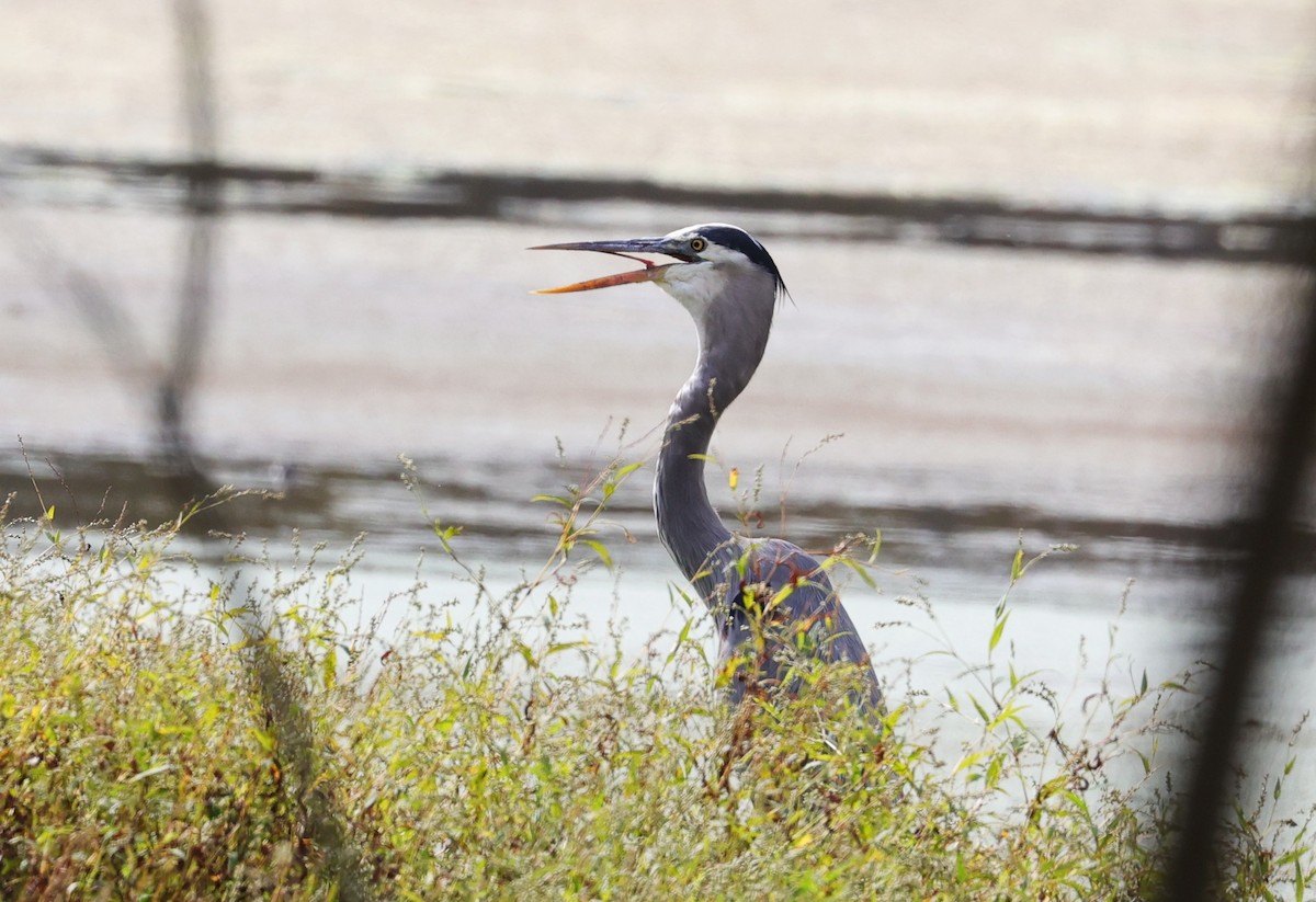 Grand Héron - ML645483922