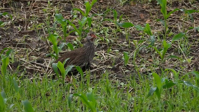 Red-necked Spurfowl - ML645483925
