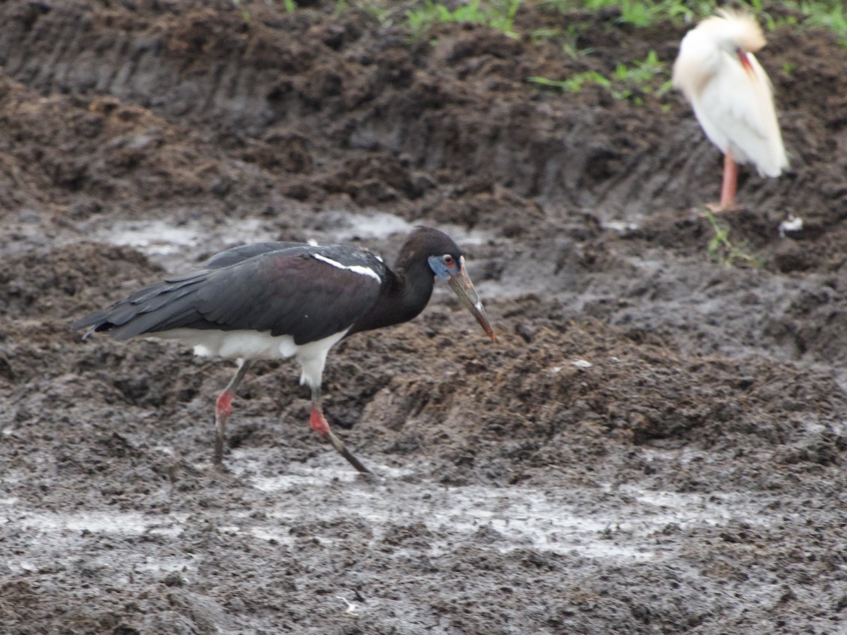 Abdim's Stork - ML645483926