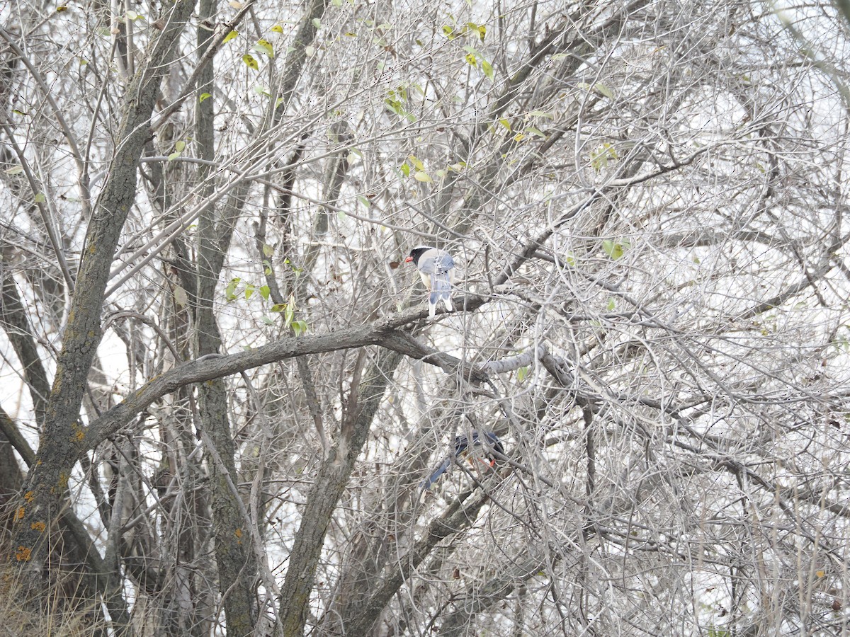 Red-billed Blue-Magpie - ML645483946
