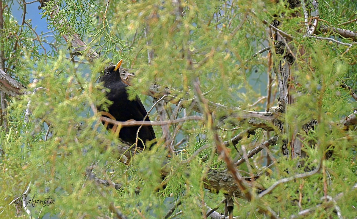 Tibetan Blackbird - ML645483950
