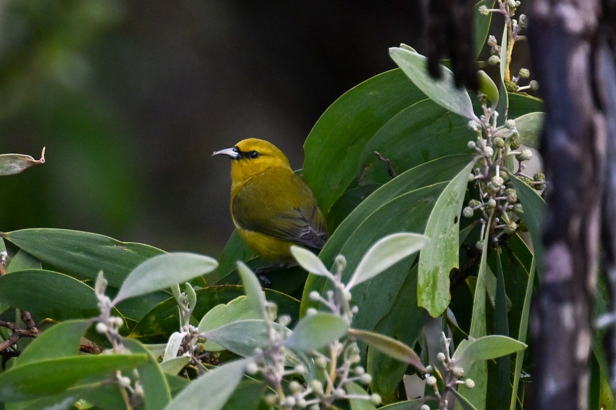 Hawaii Amakihi - ML645483952