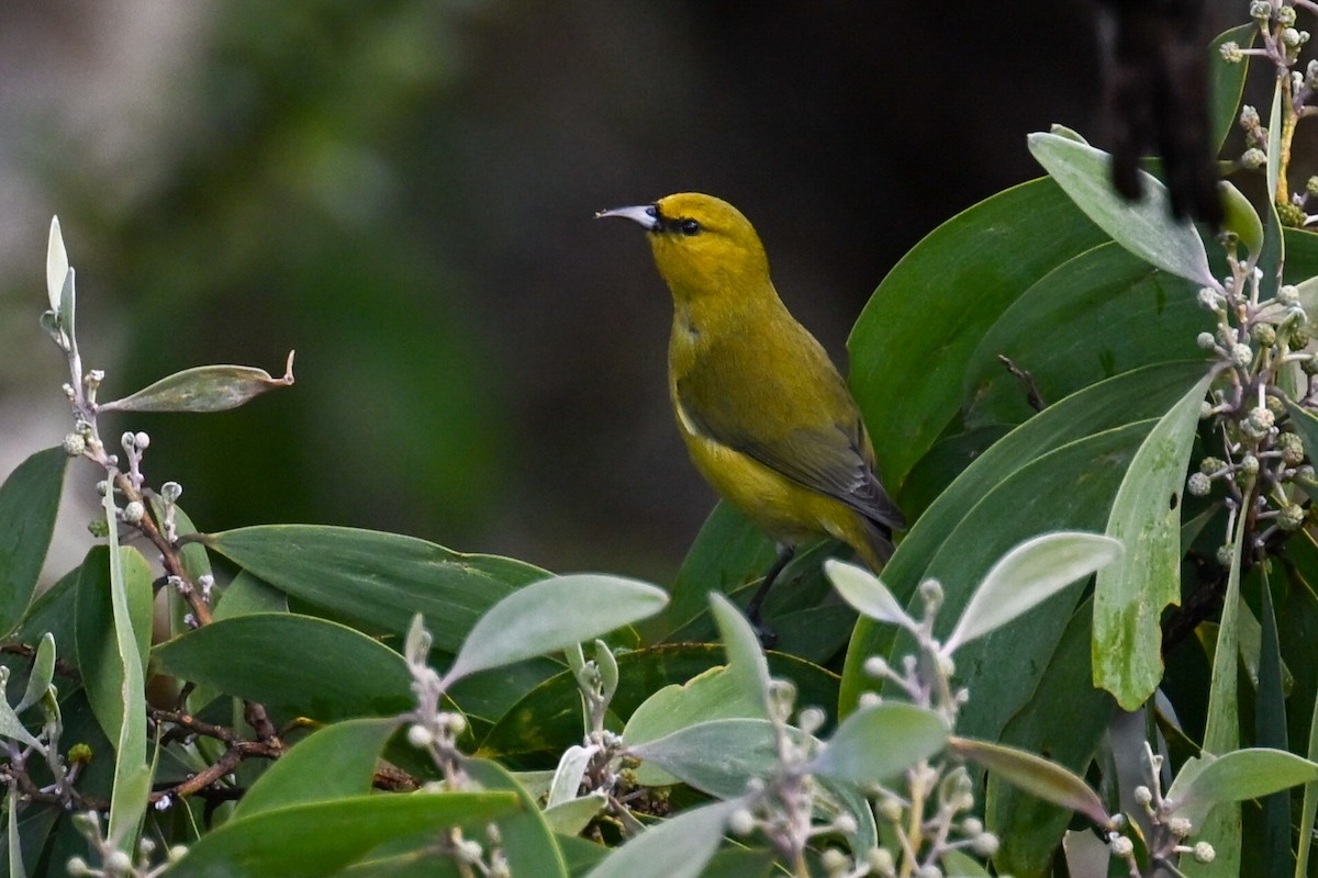 Hawaii Amakihi - ML645483953