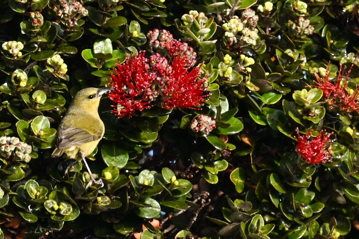 Hawaii Amakihi - ML645483954