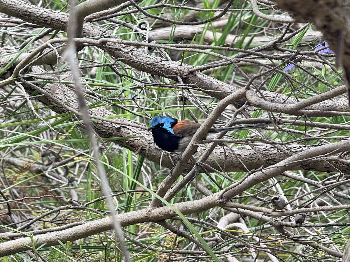 Red-winged Fairywren - ML645483958