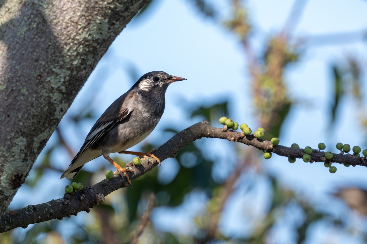 White-cheeked Starling - ML645483959