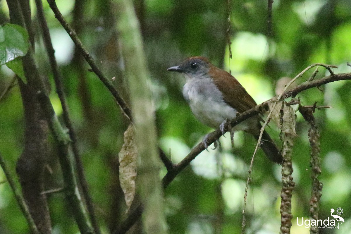 Fire-crested Alethe - ML645483962