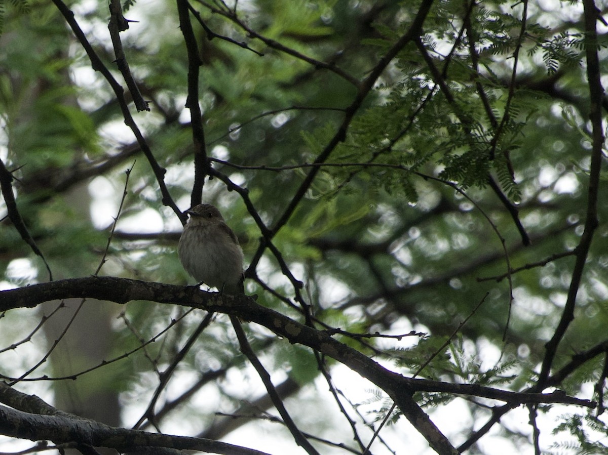 Spotted Flycatcher - ML645483963