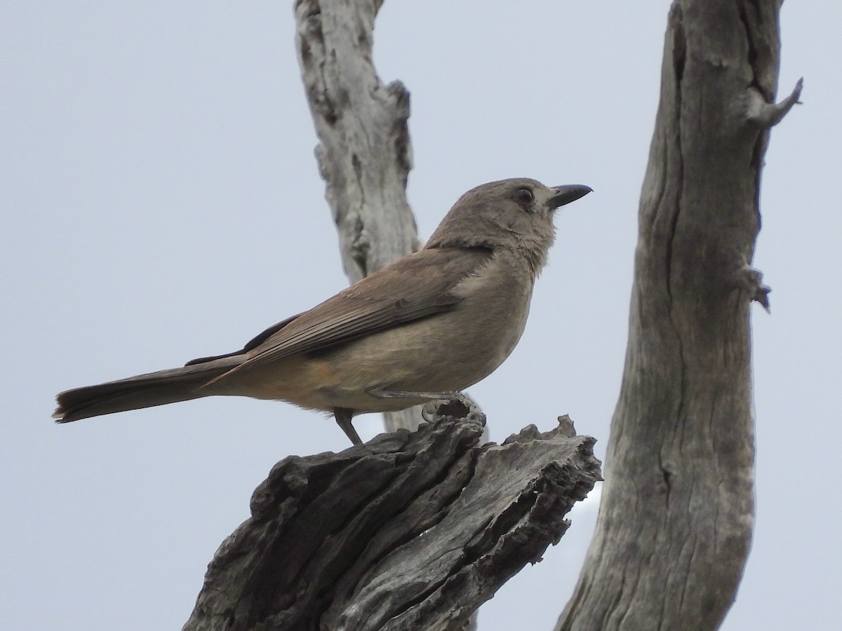 Gray Shrikethrush - ML645483964
