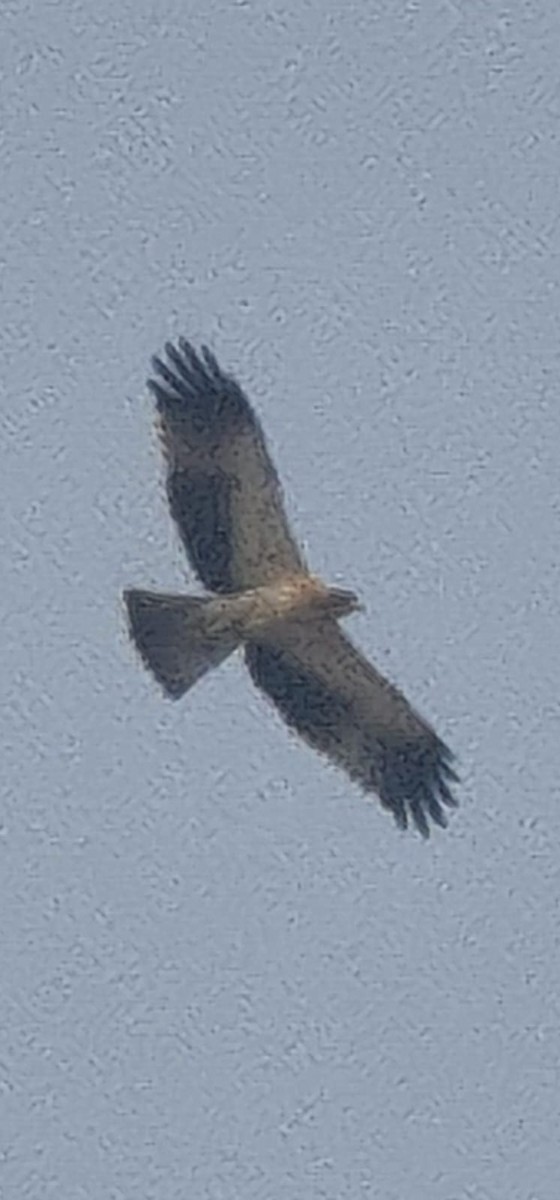 Booted Eagle - ML645483965