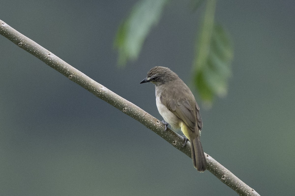 White-browed Bulbul - ML645483967
