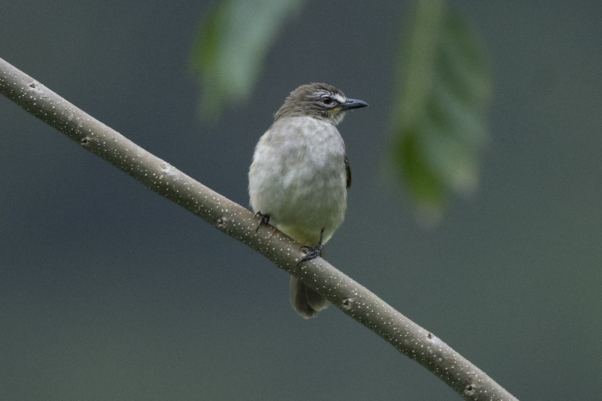 White-browed Bulbul - ML645483968