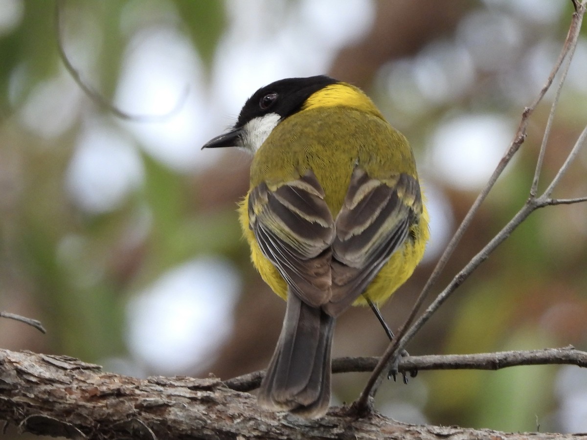 Golden Whistler (Western) - ML645483969