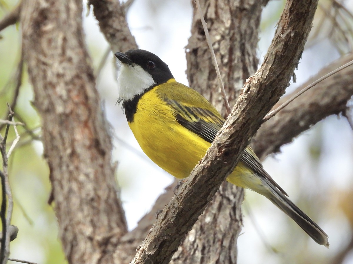 Golden Whistler (Western) - ML645483970