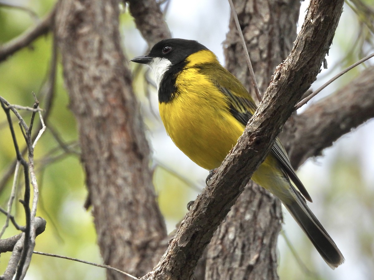 Golden Whistler (Western) - ML645483971