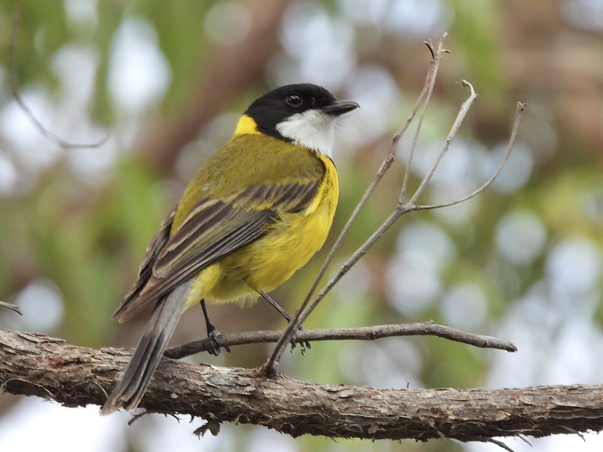 Golden Whistler (Western) - ML645483972