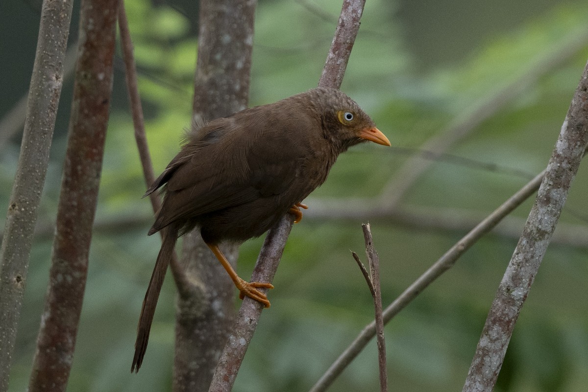 Orange-billed Babbler - ML645483973