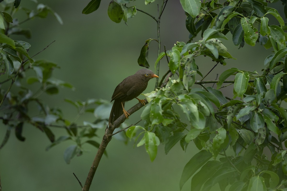 Orange-billed Babbler - ML645483974