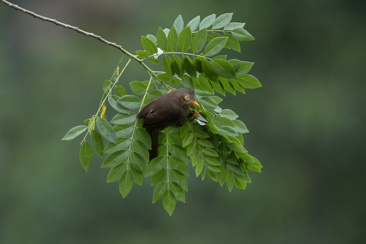 Orange-billed Babbler - ML645483975