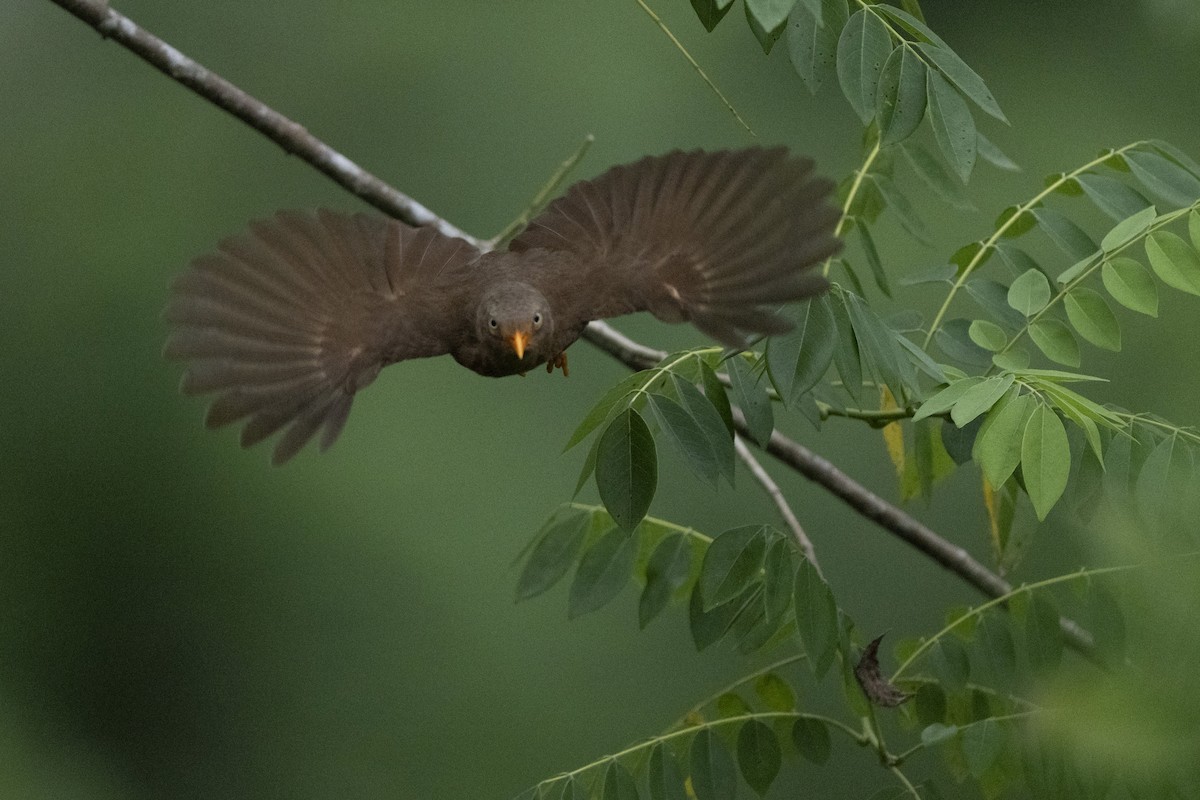 Orange-billed Babbler - ML645483976