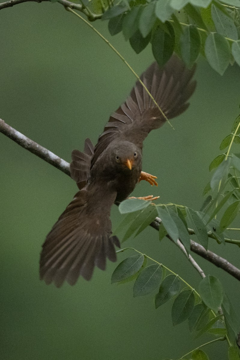 Orange-billed Babbler - ML645483977