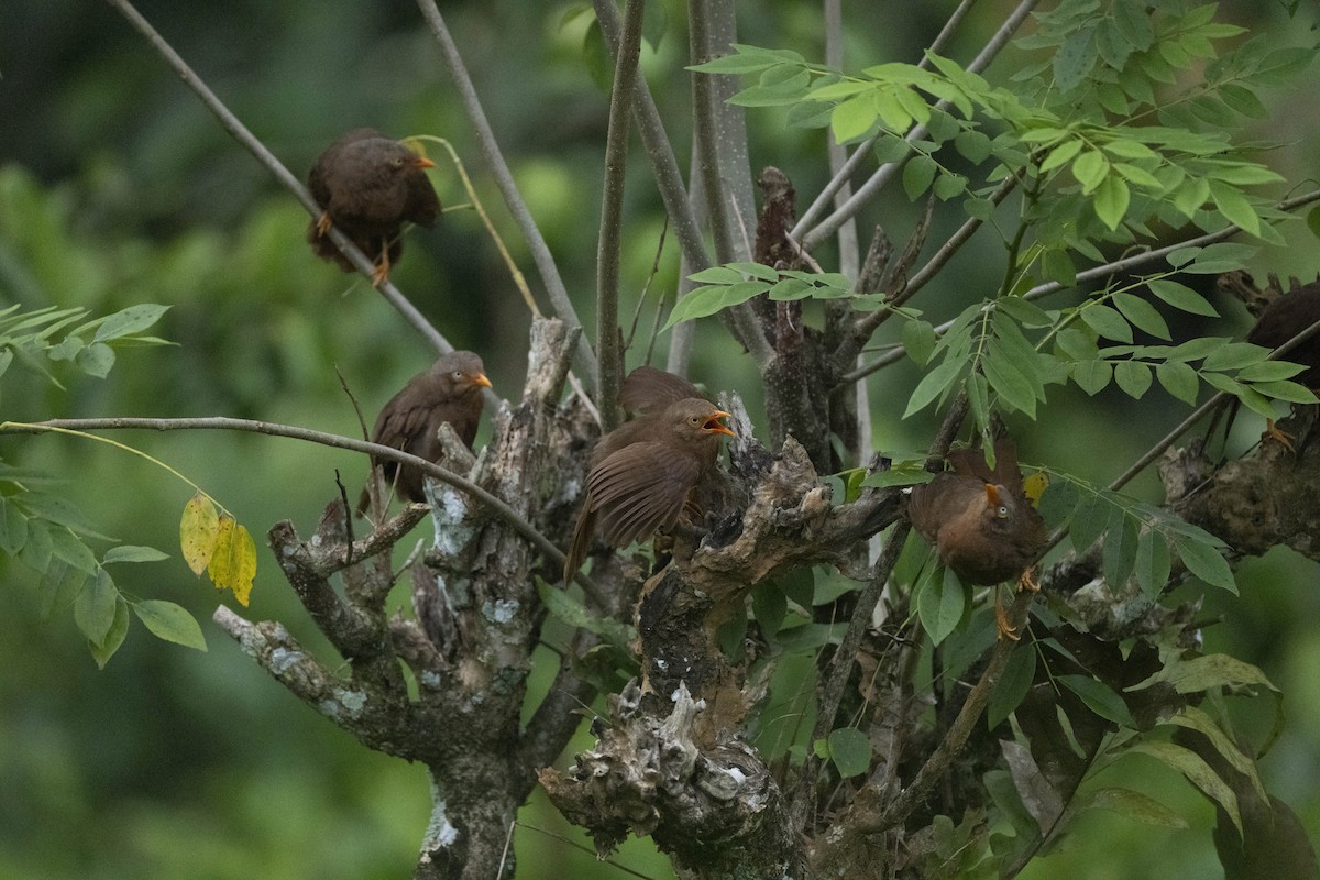 Orange-billed Babbler - ML645483978