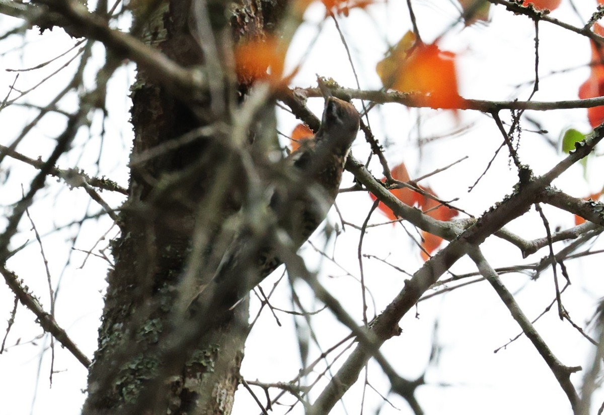 Yellow-bellied Sapsucker - ML645483979