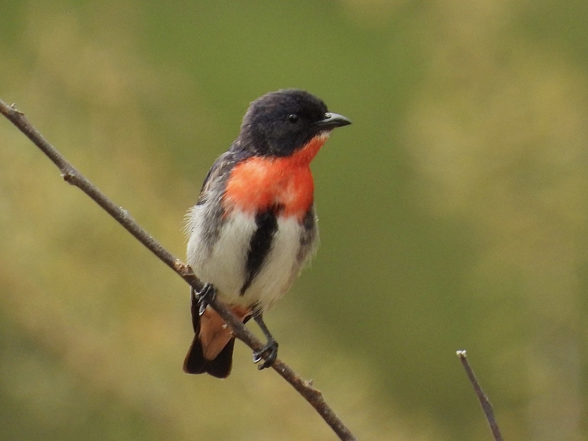 Mistletoebird - ML645483980