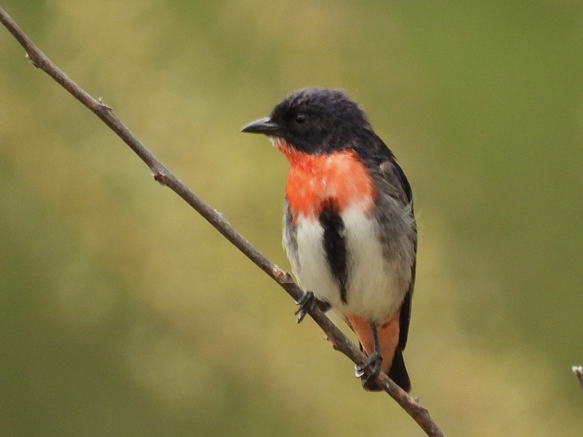 Mistletoebird - ML645483981