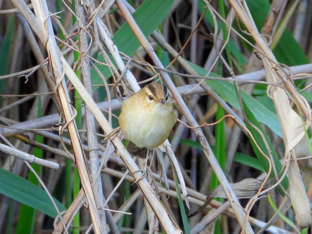 Black-browed Reed Warbler - ML645483982