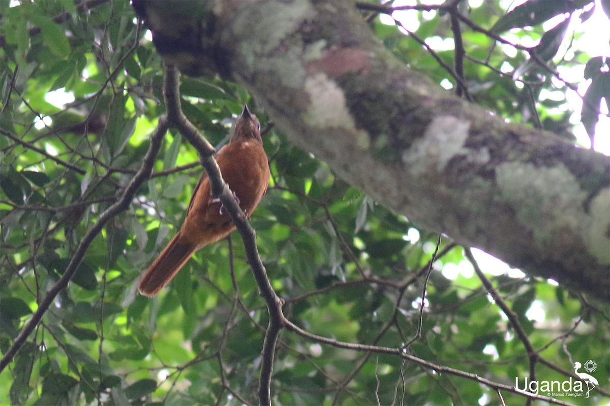 Rufous Flycatcher-Thrush - ML645483983