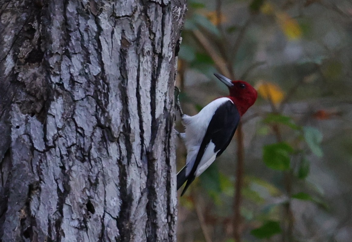 Red-headed Woodpecker - ML645483985