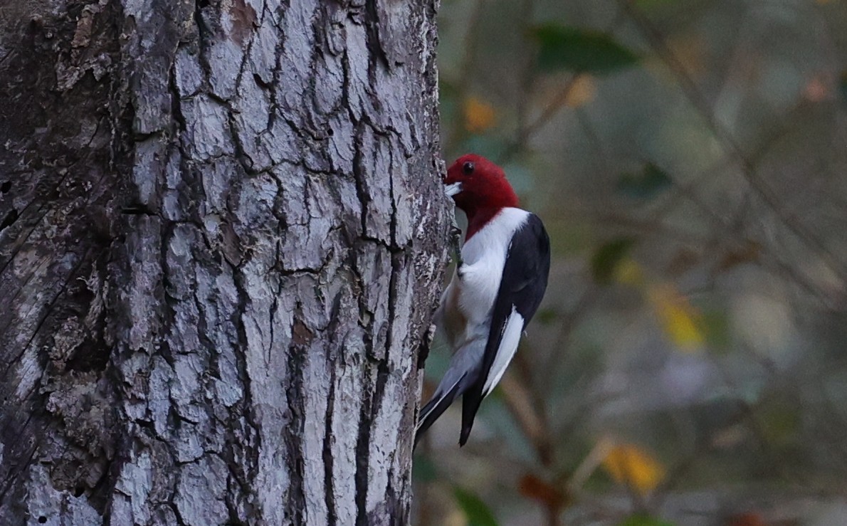 Red-headed Woodpecker - ML645483986