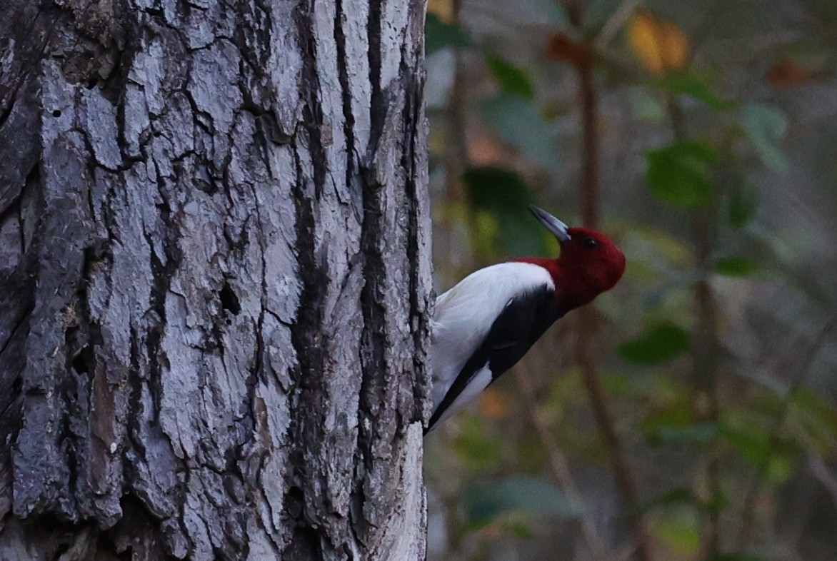 Red-headed Woodpecker - ML645483987