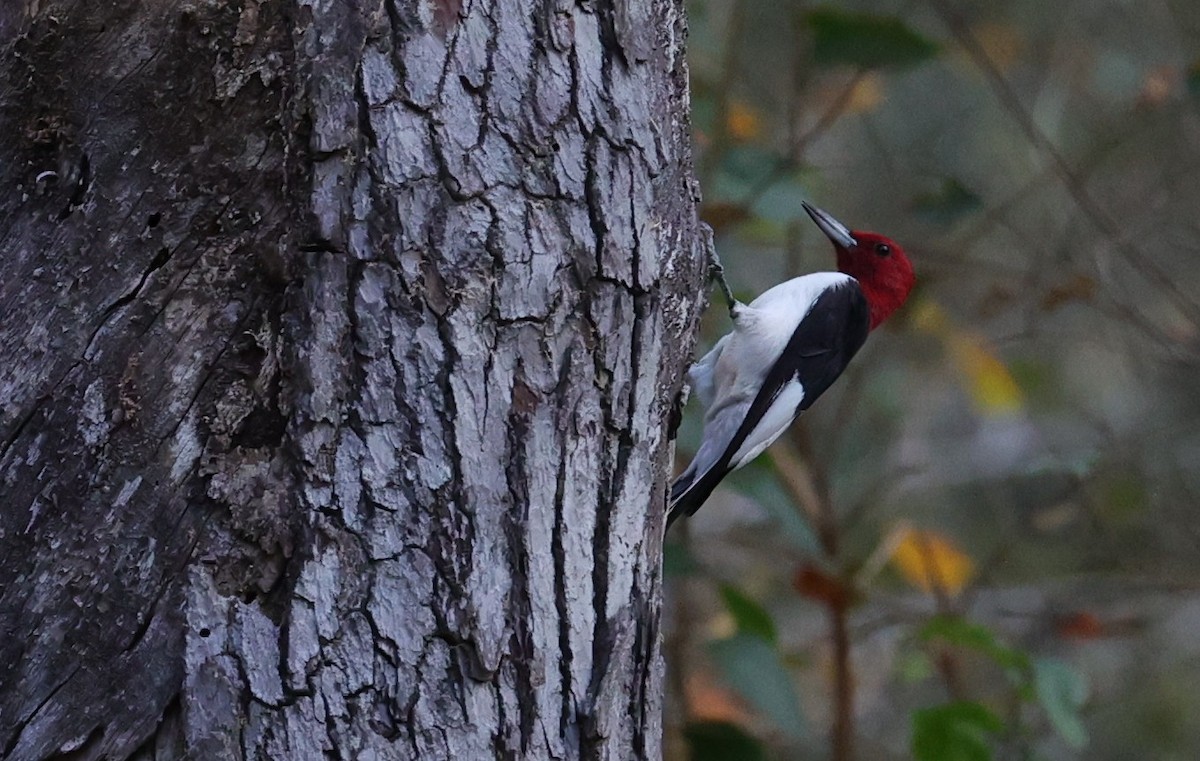 Red-headed Woodpecker - ML645483988
