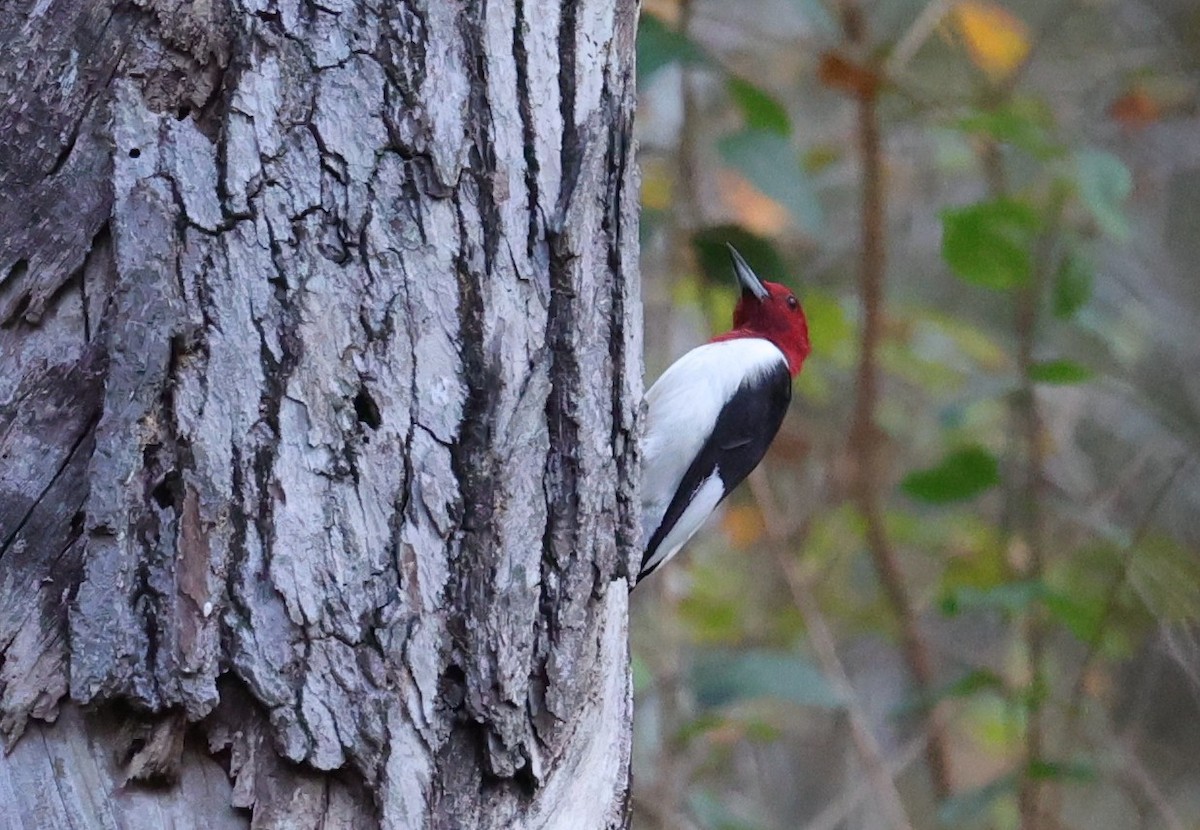 Red-headed Woodpecker - ML645483989