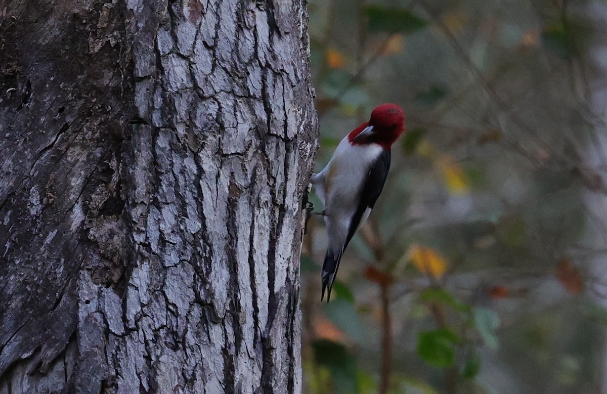 Red-headed Woodpecker - ML645483990