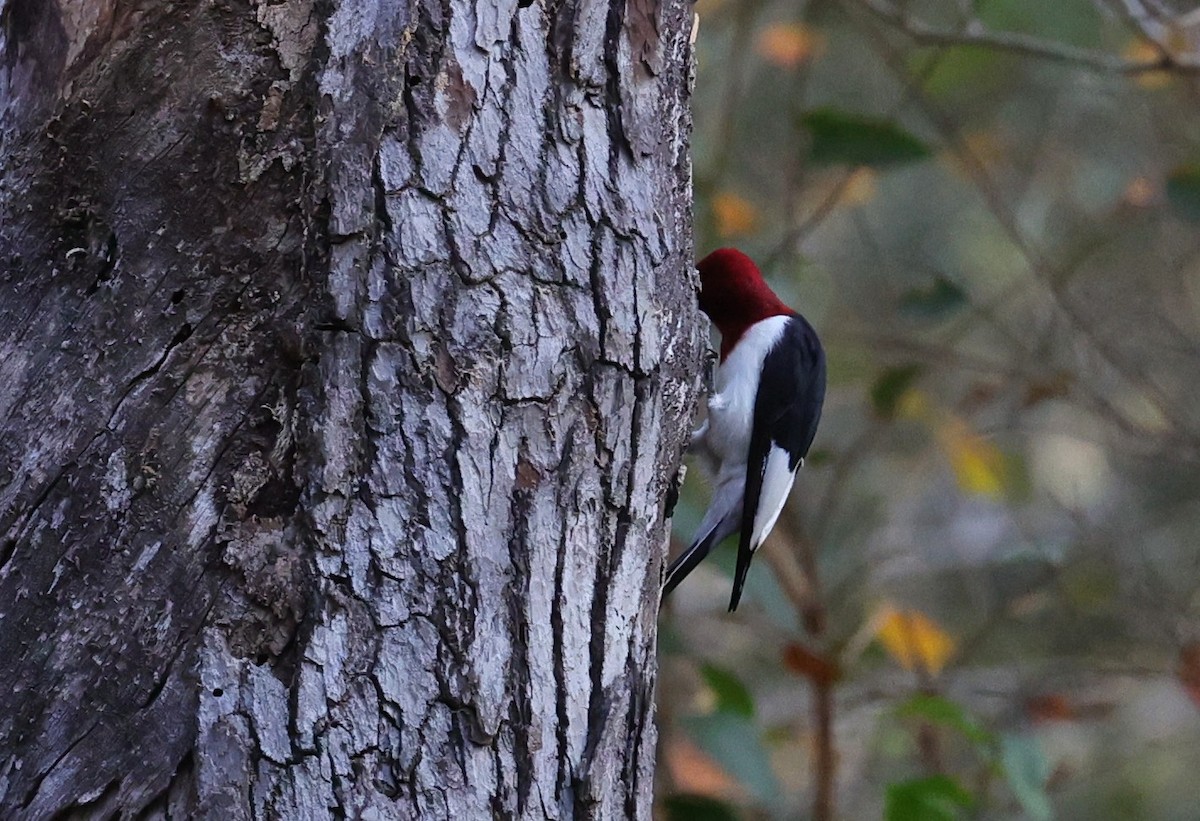 Red-headed Woodpecker - ML645483991
